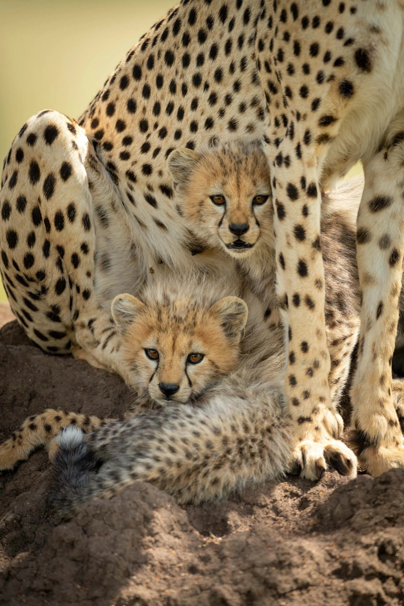 チータ　Cheetah チータ Cheetah Cincinnati Zoo cheetah sets new world speed record